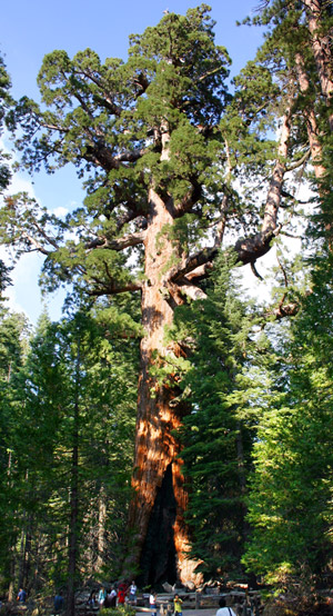 Grizzly Giant Mariposa Grove