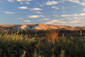 Desert Landscape