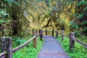 Hoh Rain Forest