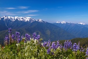 Hurricane Ridge