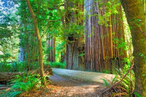 Redwood Trees