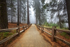 pathway in park