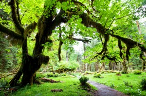 Olympic National Park Rain Forest