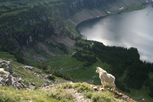 Glacier Park Mountain Goat