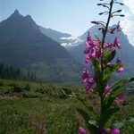 Wild flowers in Glacier Park