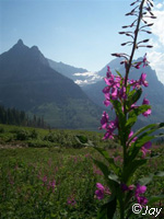 Wild flowers in Glacier Park
