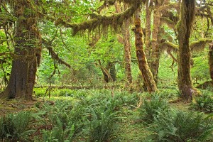 Hoh Rain Forest