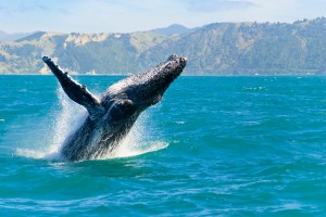 Whale Watching Tours