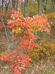 Shenandoah Fall