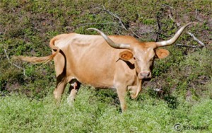 longhorn at big bend