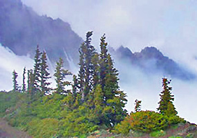 Scenic rain forest view inside Olympic National Park