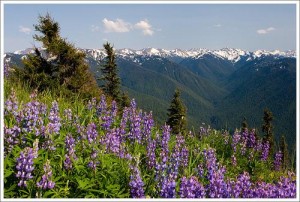 WIld flowers growing on a mountainside in Olympic Park