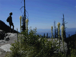 whitefish mountain hiking