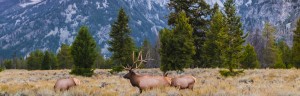 Bull Elk in Grand Teton