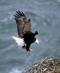 olympic national park bird watching