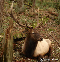 olympic national park wildlife