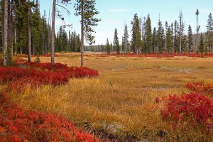 Fall Colors: Yellowstone National Park