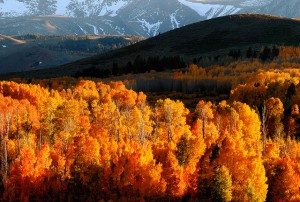 Fall Colors: Yosemite National Park